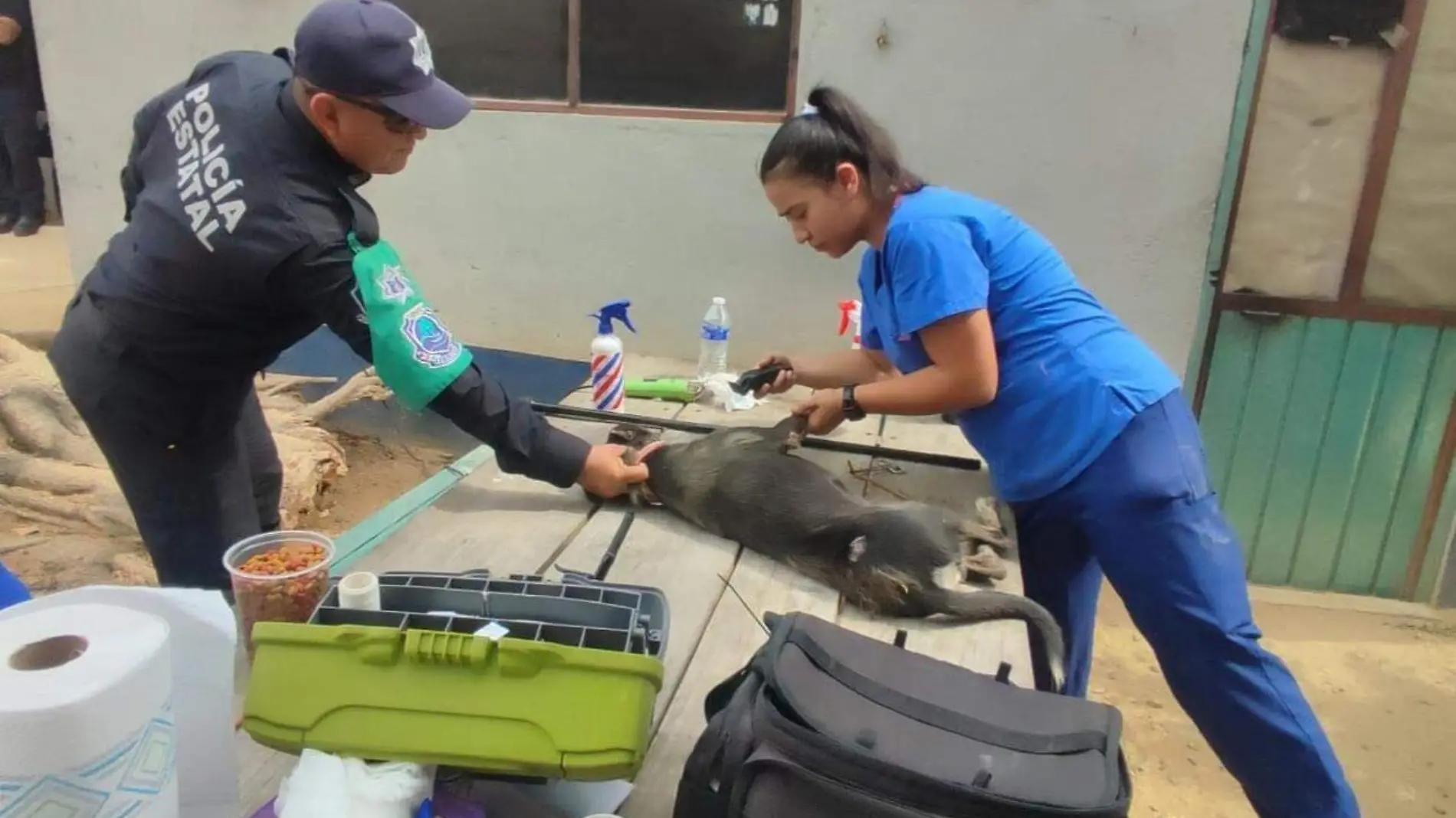 esterilizacion animales1